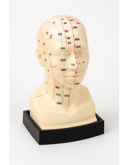 Μοντέλο Βελονισμού Κεφαλής & Προσώπου Μοντέλο Βελονισμού Κεφαλής & Προσώπου